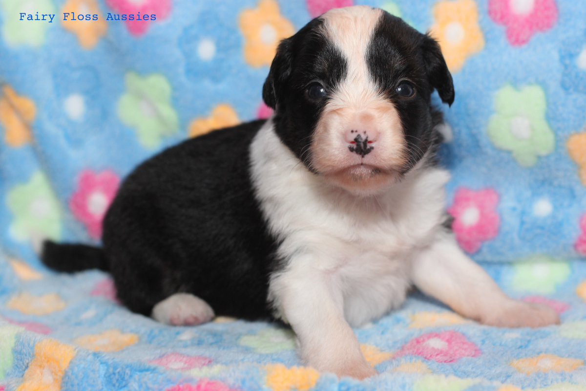 Mini Aussie Welpen - 22 Tage alt