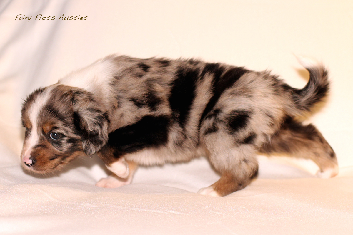 Mini Aussie Welpen - 35 Tage alt