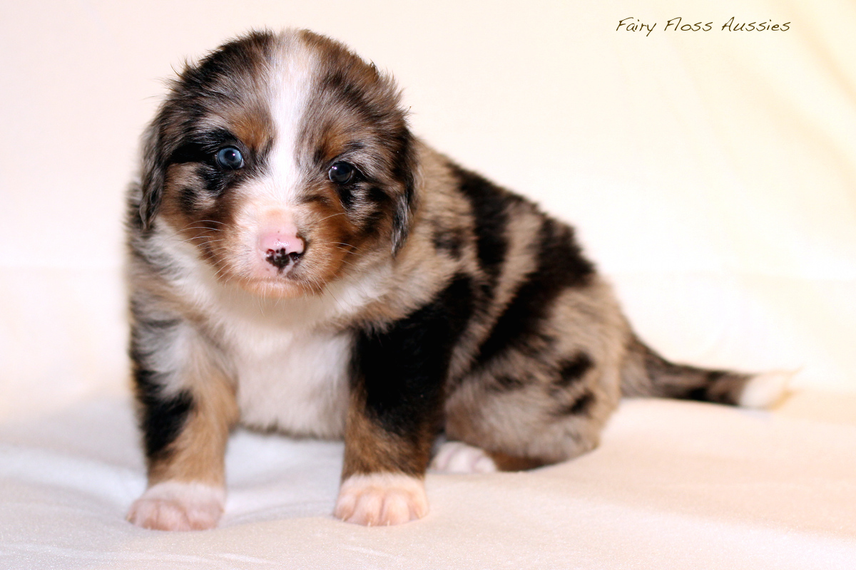 Mini Aussie Welpen - 35 Tage alt