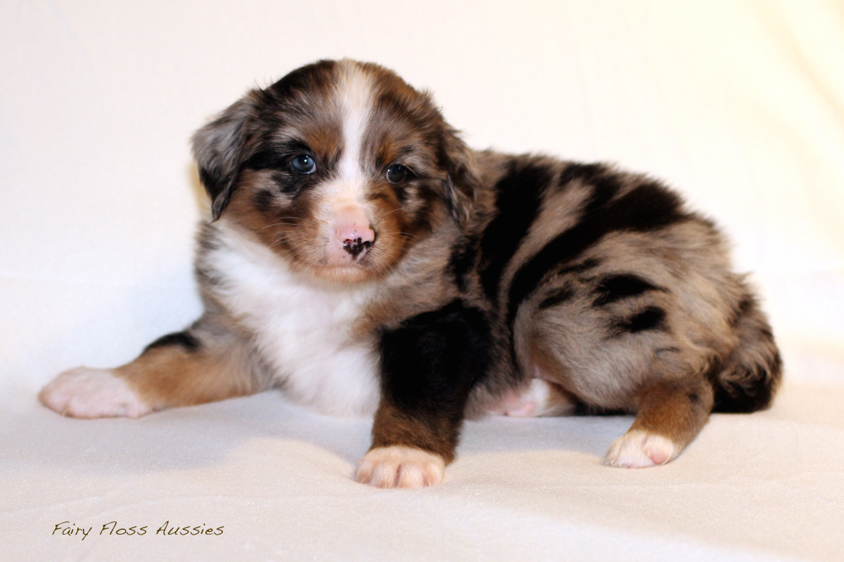 Mini Aussie Welpen - 35 Tage alt