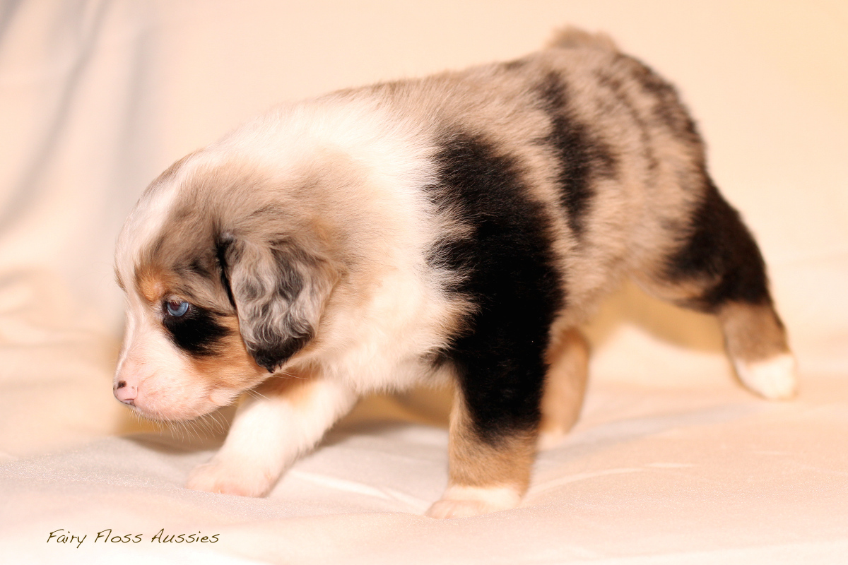 Mini Aussie Welpen - 35 Tage alt