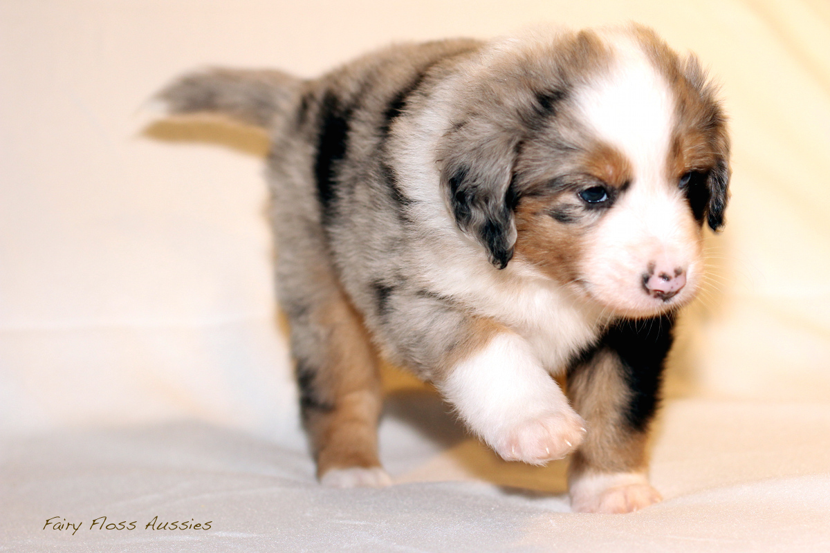 Mini Aussie Welpen - 35 Tage alt