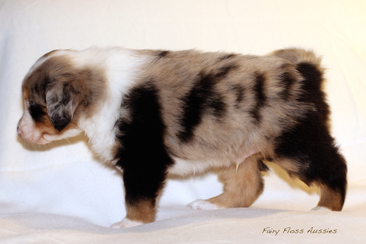 Mini Aussie Welpen - 35 Tage alt