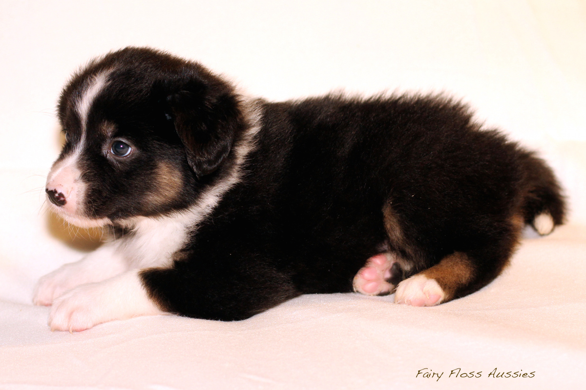 Mini Aussie Welpen - 35 Tage alt