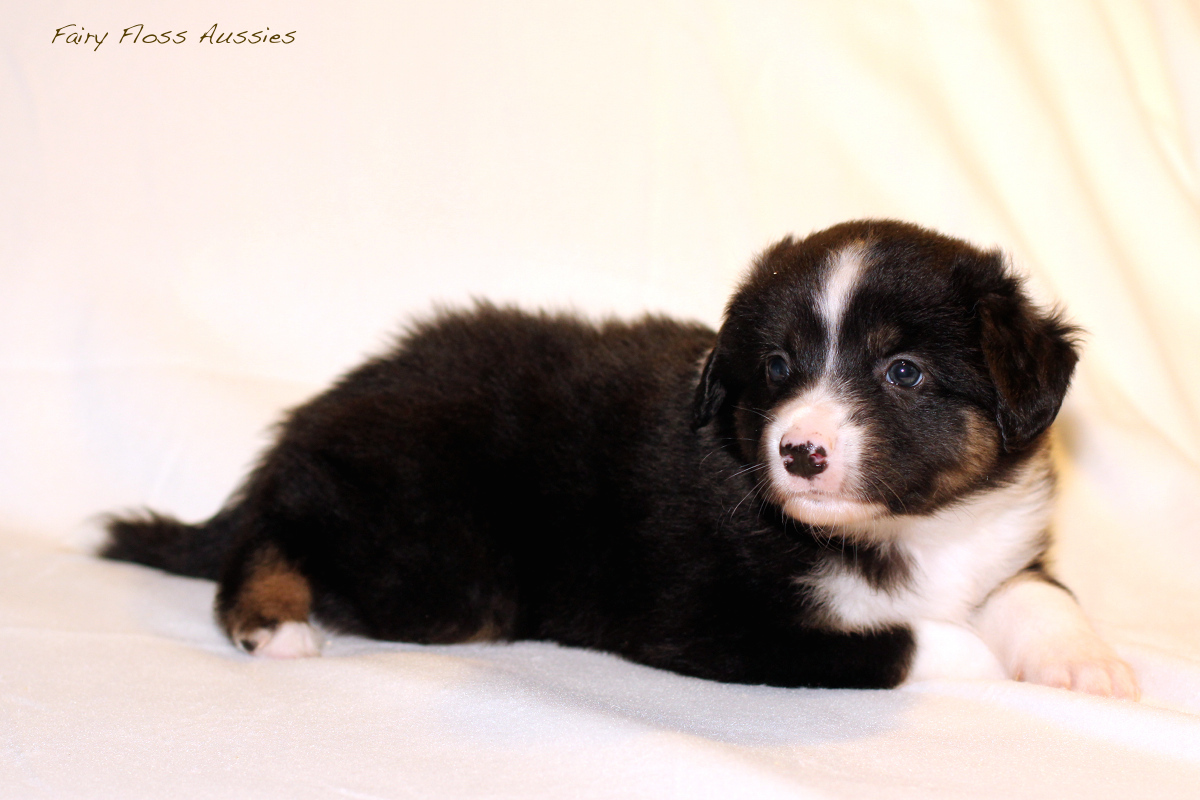 Mini Aussie Welpen - 35 Tage alt