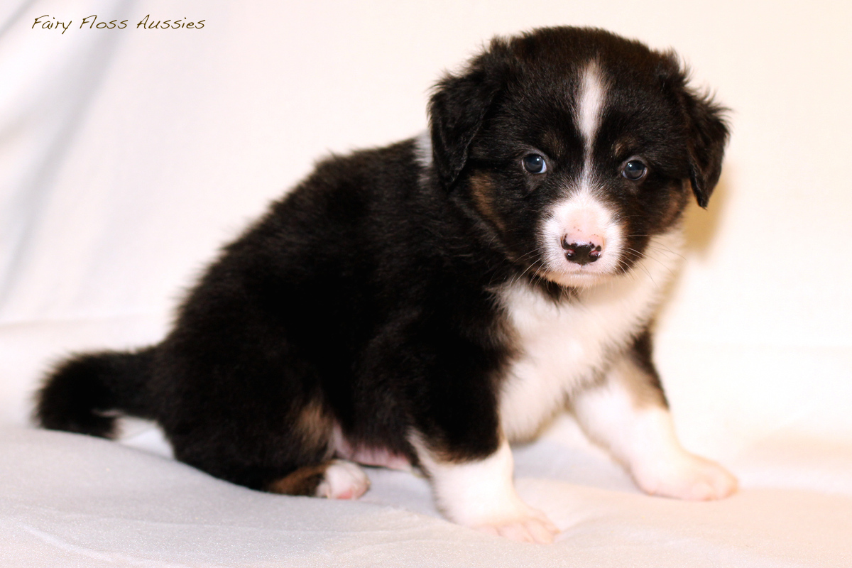 Mini Aussie Welpen - 35 Tage alt