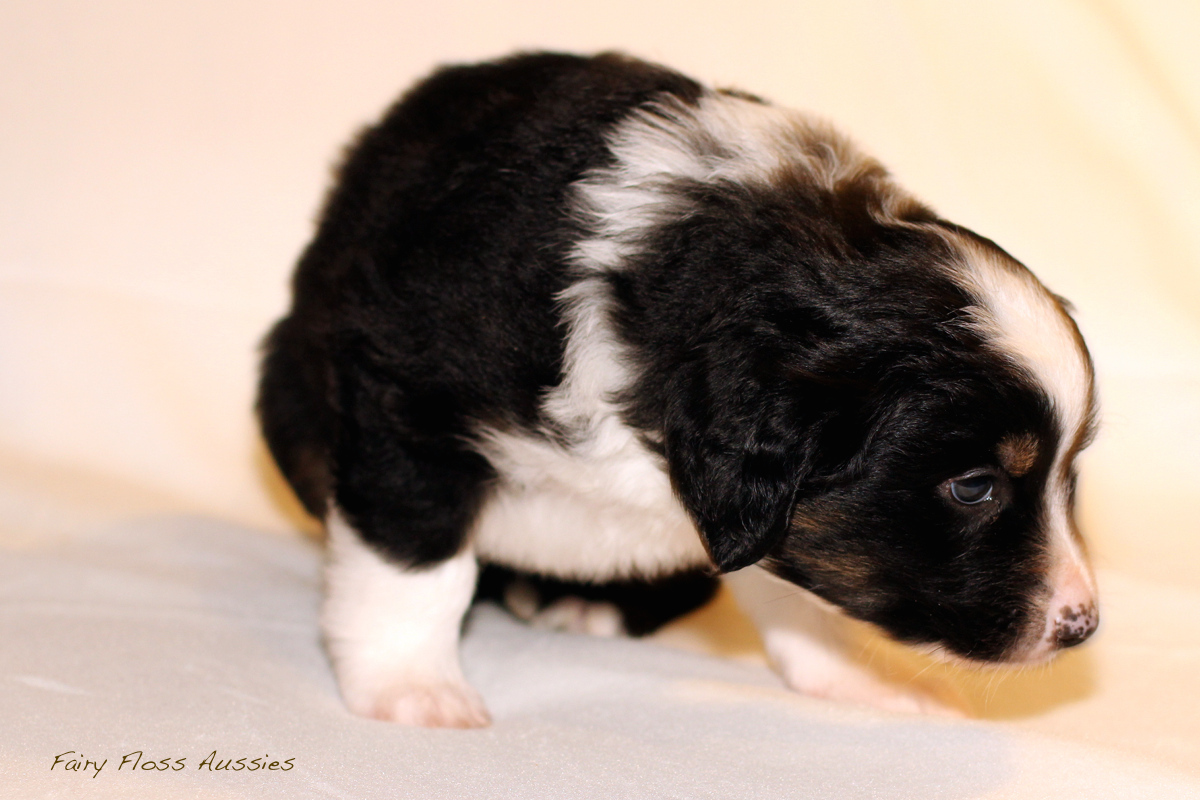 Mini Aussie Welpen - 35 Tage alt