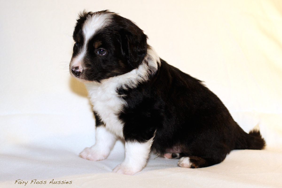 Mini Aussie Welpen - 35 Tage alt