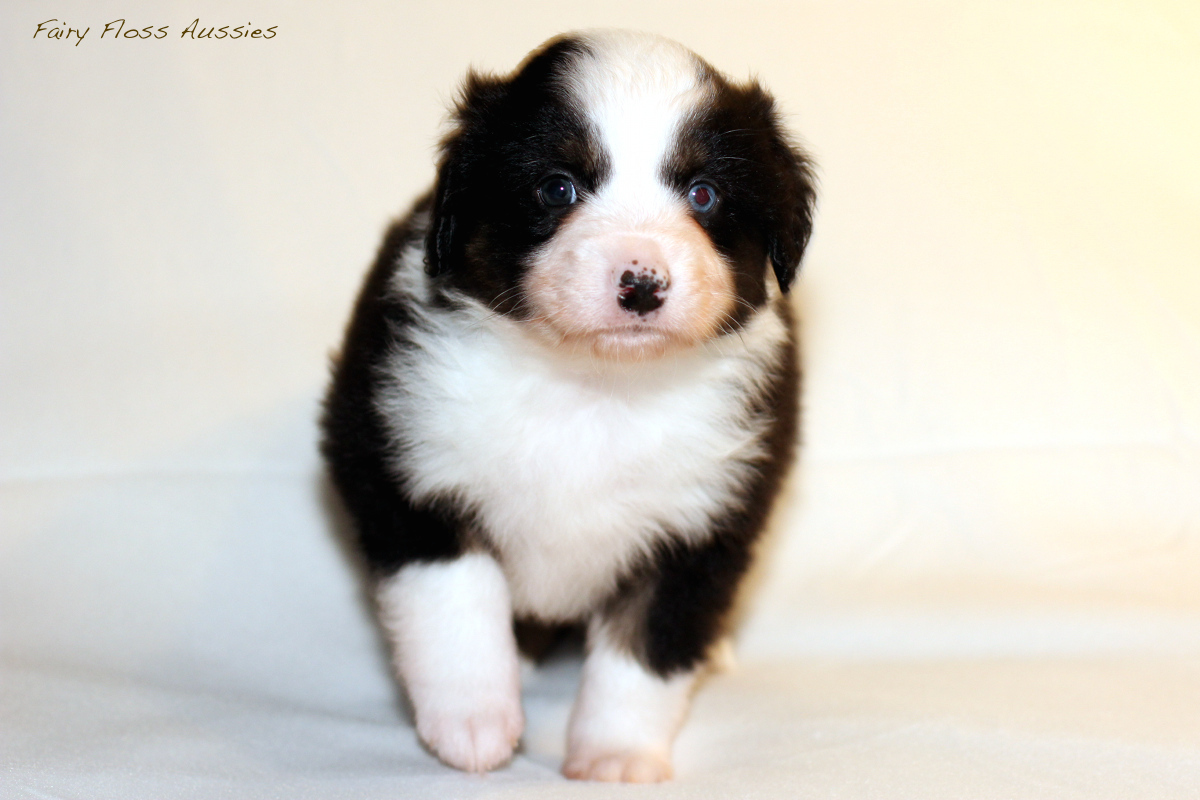 Mini Aussie Welpen - 35 Tage alt