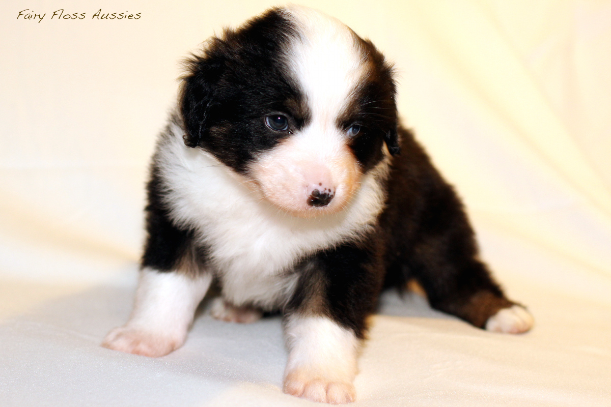 Mini Aussie Welpen - 35 Tage alt