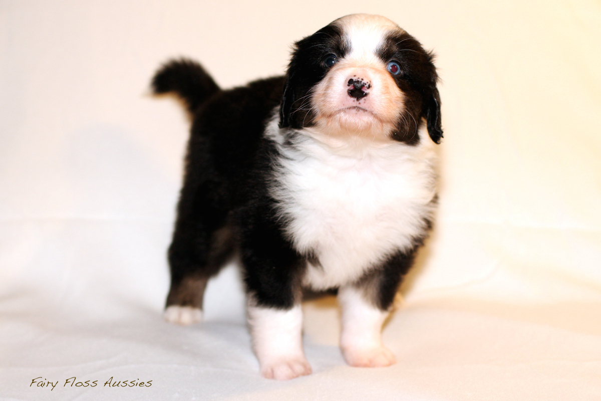 Mini Aussie Welpen - 35 Tage alt