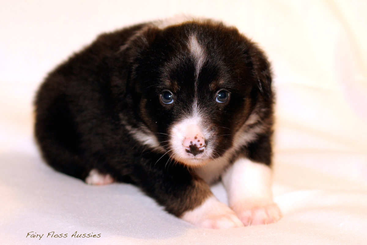 Mini Aussie Welpen - 35 Tage alt