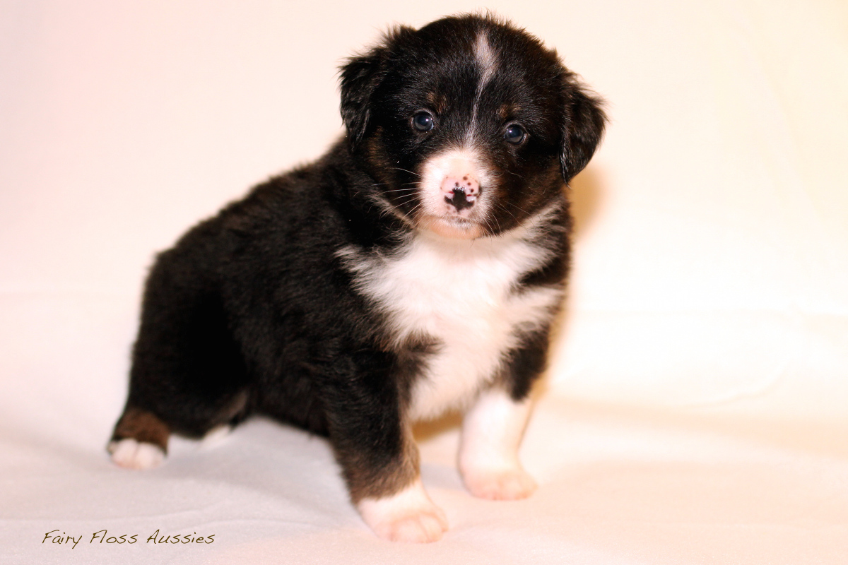 Mini Aussie Welpen - 35 Tage alt