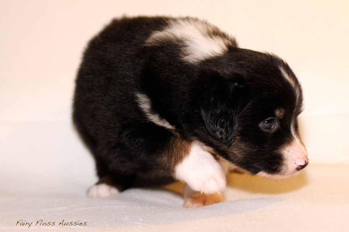 Mini Aussie Welpen - 35 Tage alt