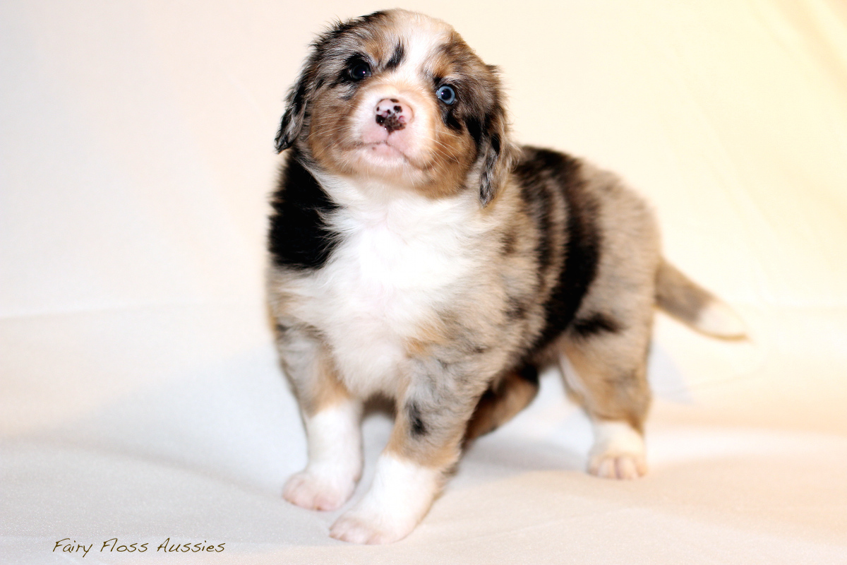 Mini Aussie Welpen - 35 Tage alt