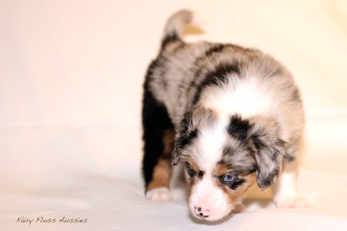 Mini Aussie Welpen - 35 Tage alt