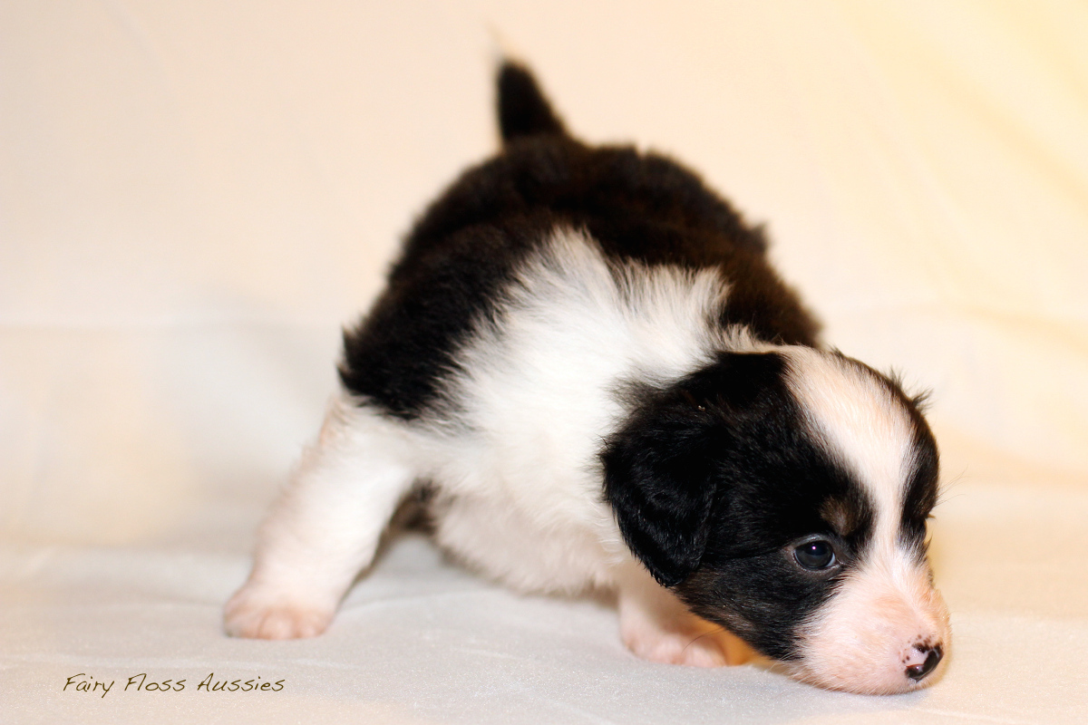 Mini Aussie Welpen - 35 Tage alt