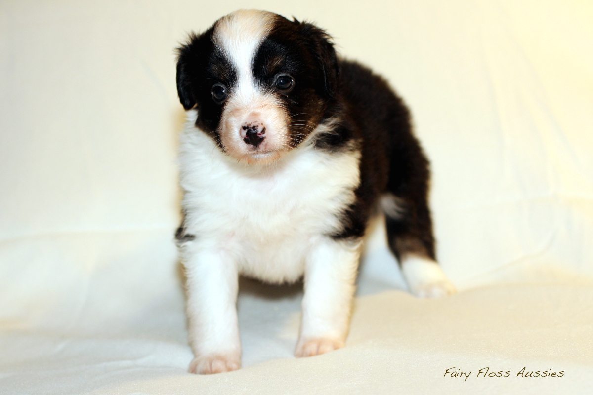 Mini Aussie Welpen - 35 Tage alt