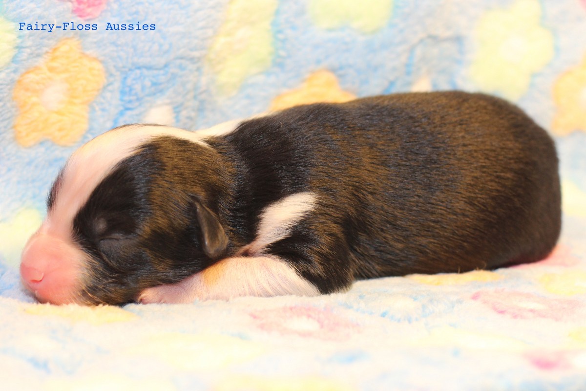 Mini Aussie Welpen - 1 Tag alt