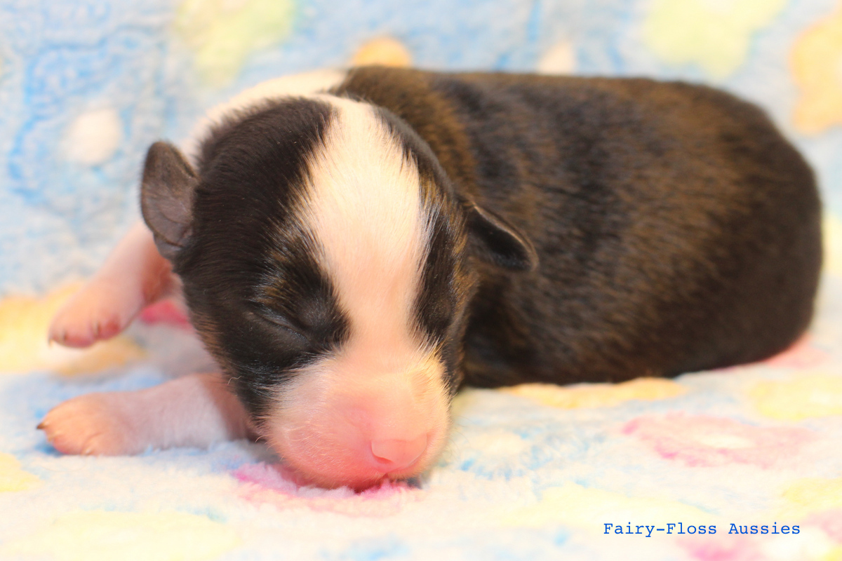 Mini Aussie Welpen - 1 Tag alt