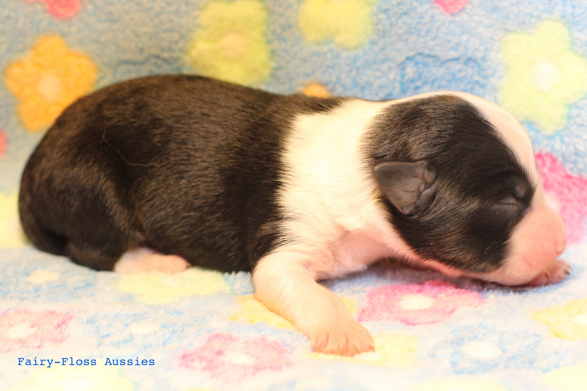 Mini Aussie Welpen - 1 Tag alt