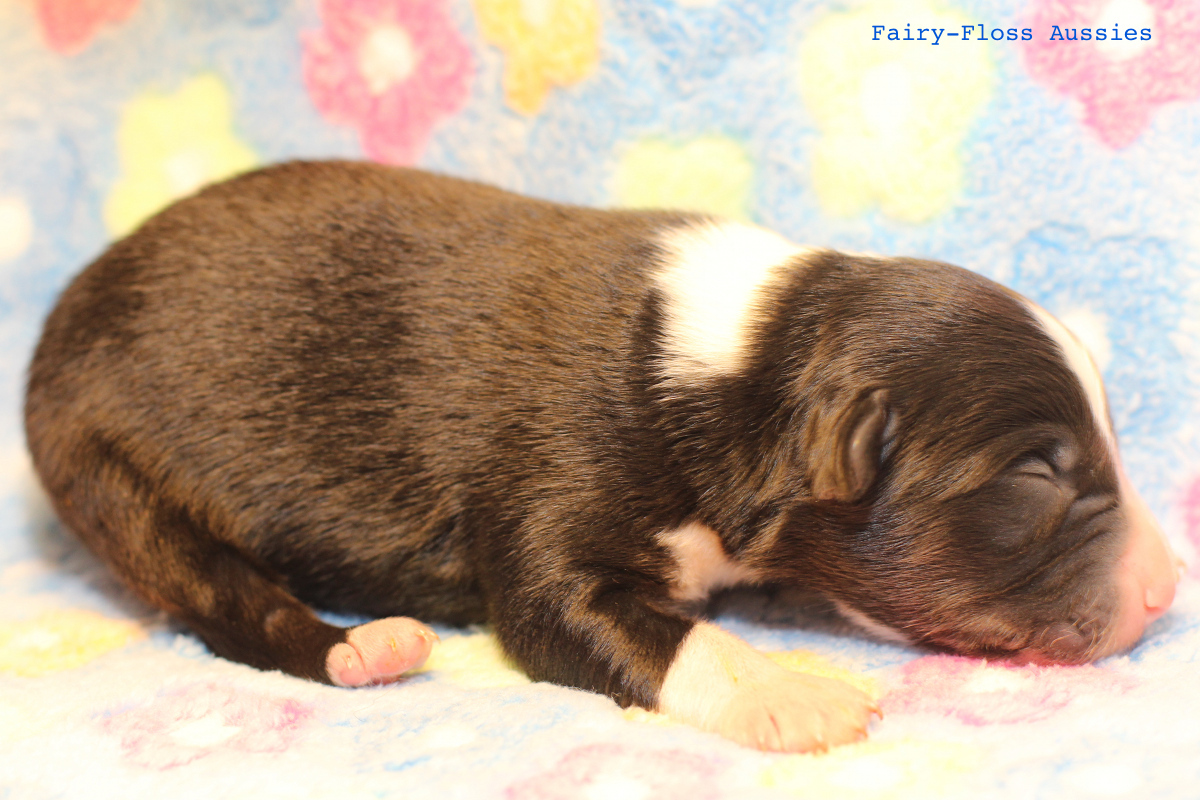 Mini Aussie Welpen - 4 Tag alt