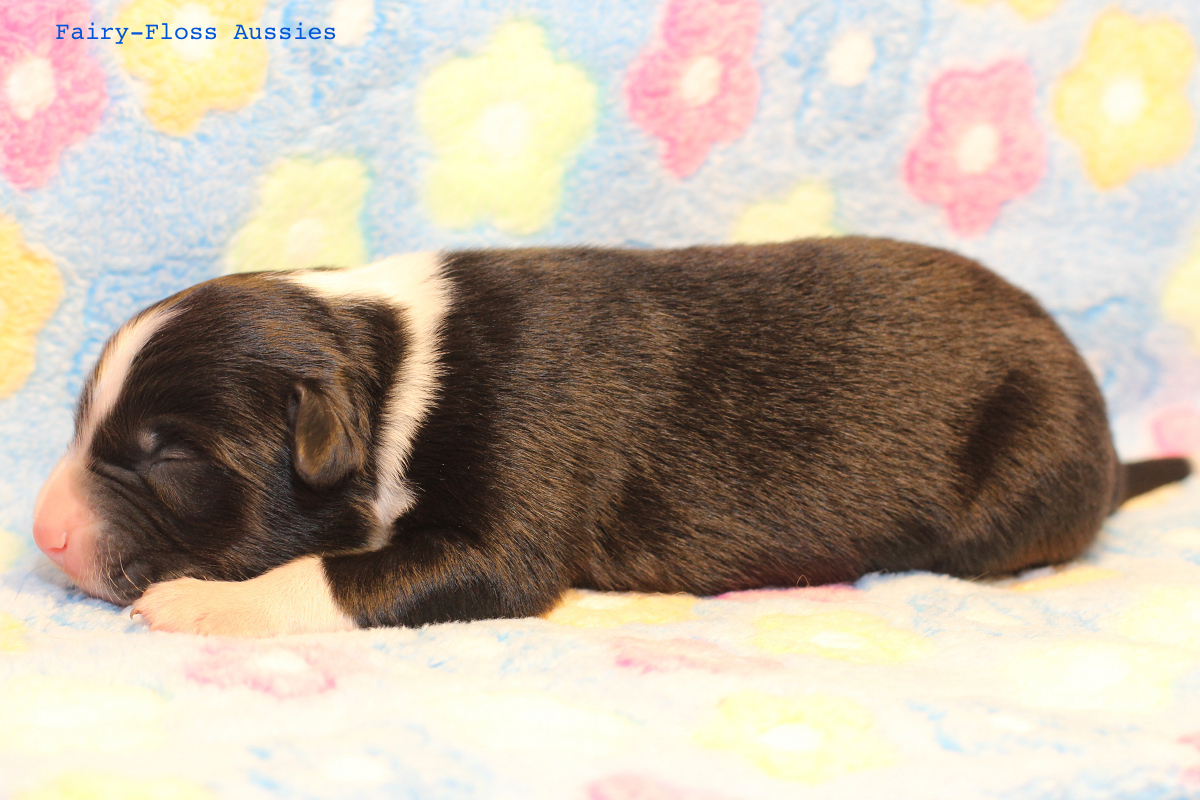 Mini Aussie Welpen - 4 Tag alt