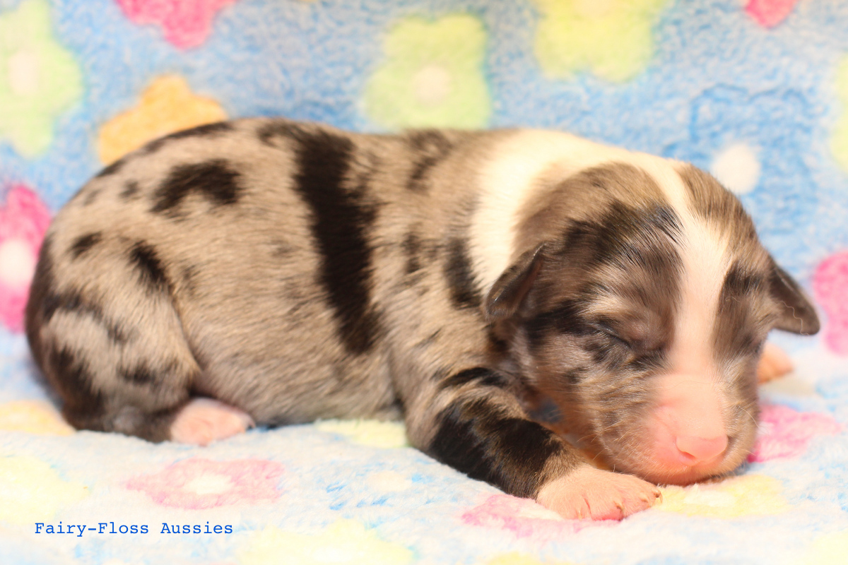 Mini Aussie Welpen - 4 Tag alt