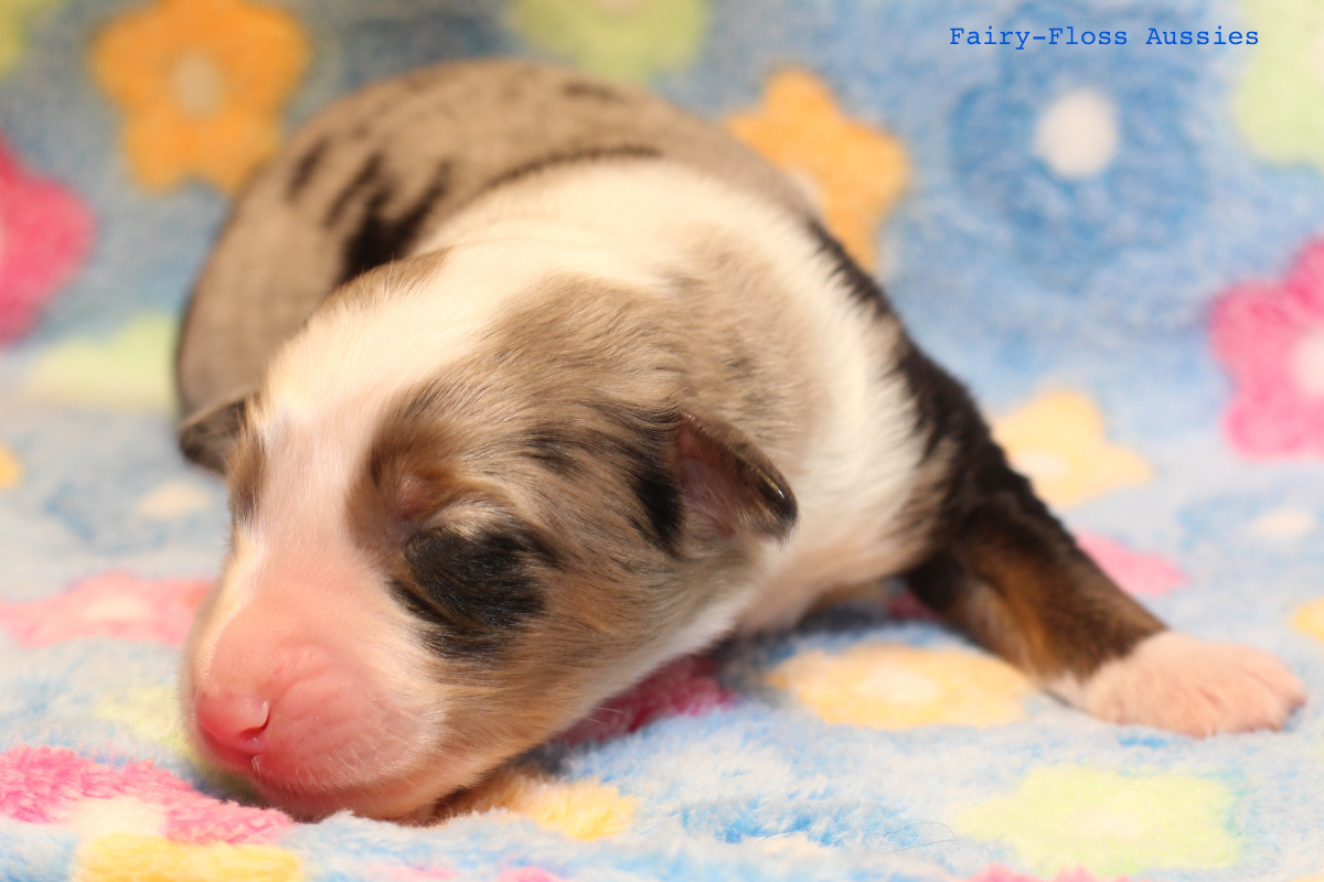 Mini Aussie Welpen - 4 Tag alt