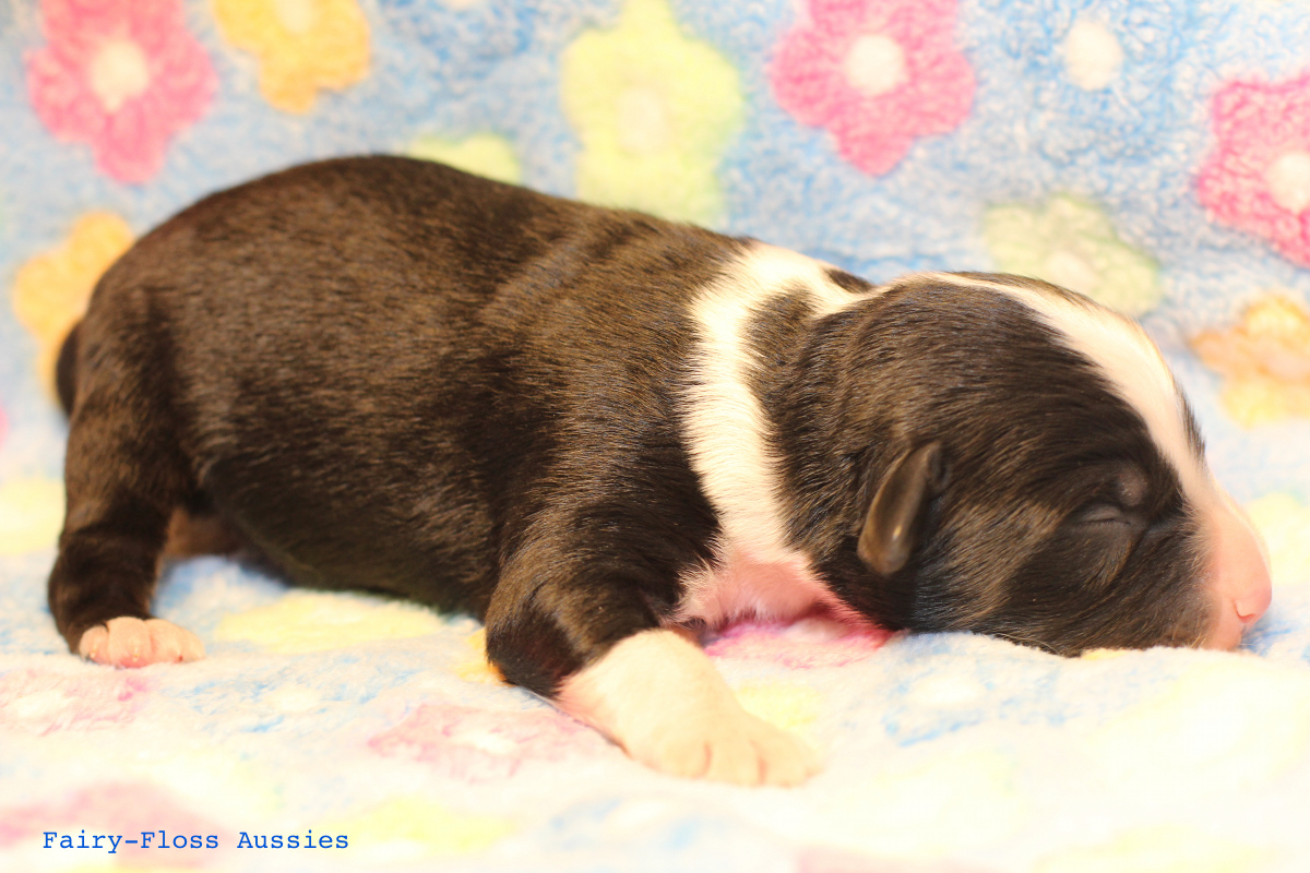 Mini Aussie Welpen - 4 Tag alt