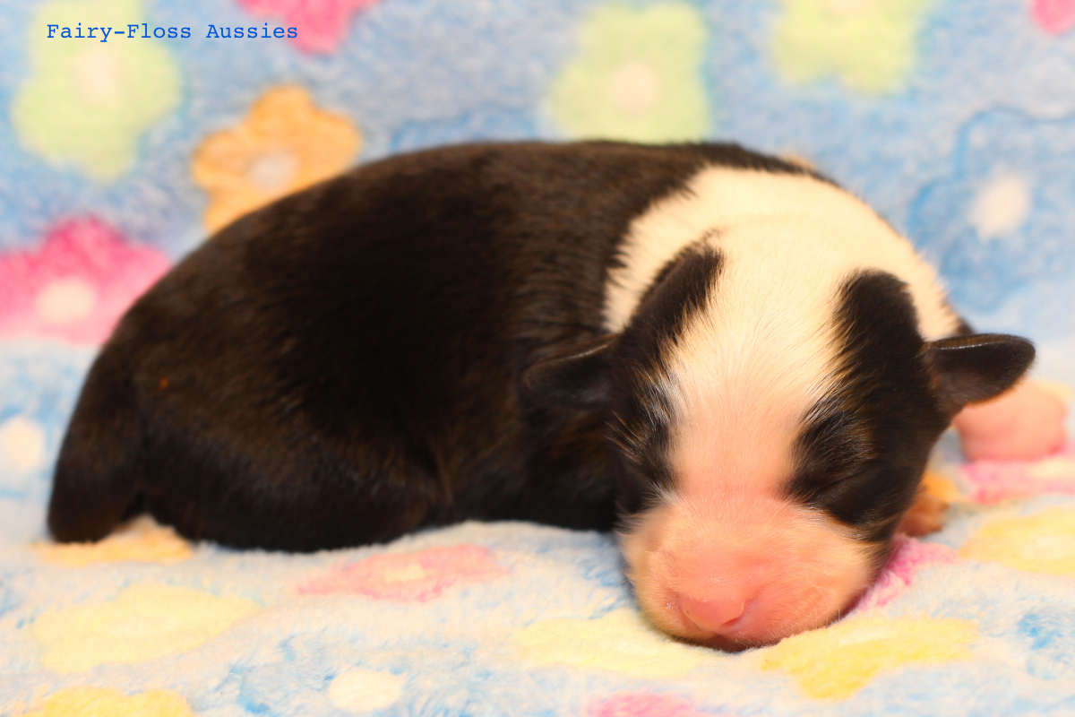 Mini Aussie Welpen - 4 Tag alt