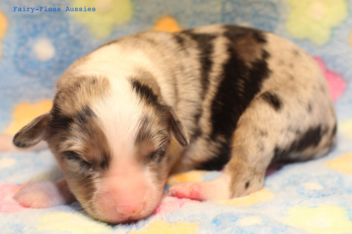 Mini Aussie Welpen - 4 Tag alt