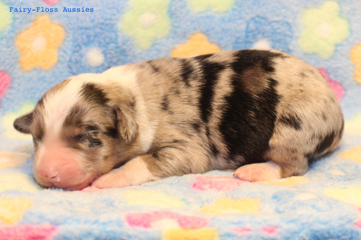 Mini Aussie Welpen - 4 Tag alt