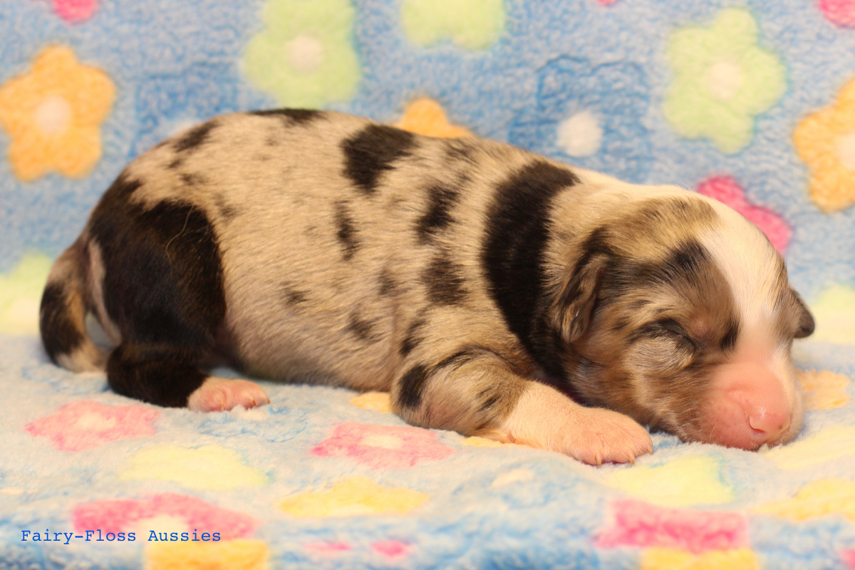 Mini Aussie Welpen - 4 Tag alt