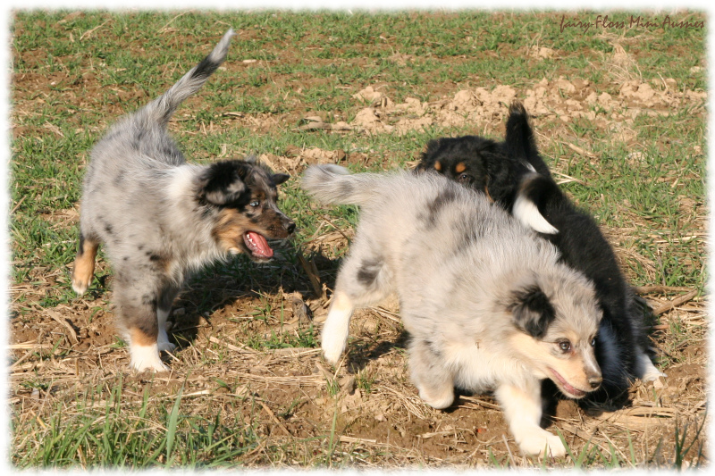 Mini Aussie Welpen