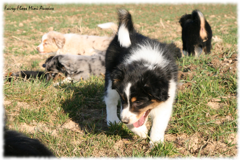 Mini Aussie Welpen