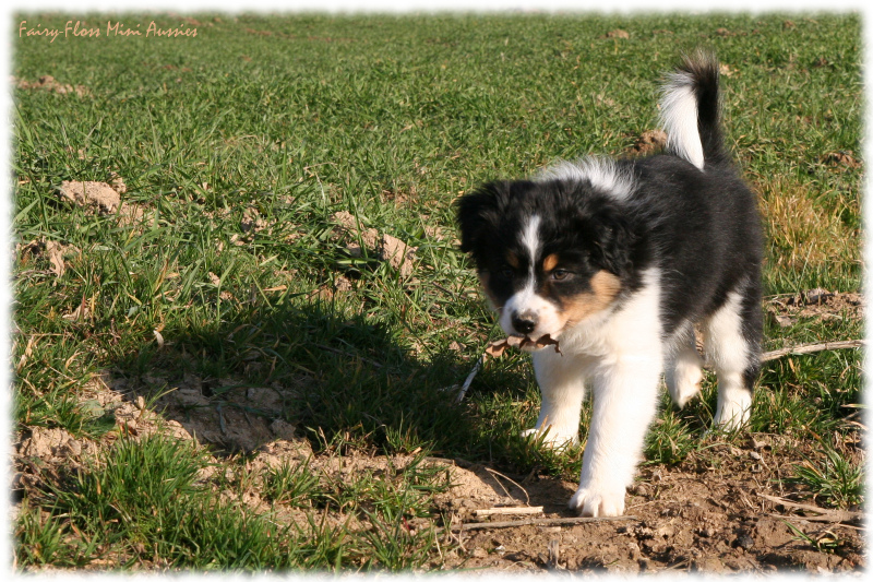 Mini Aussie Welpen