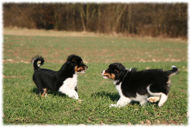 Mini Aussie Welpen