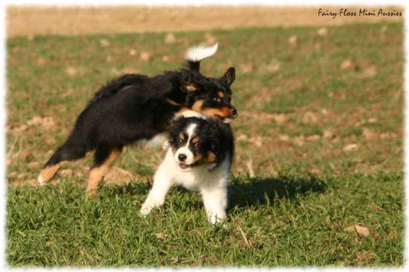 Mini Aussie Welpen