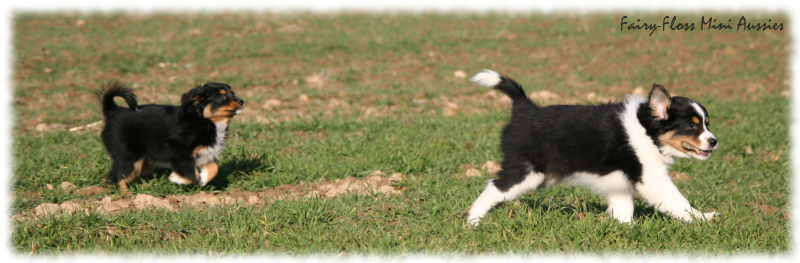 Mini Aussie Welpen