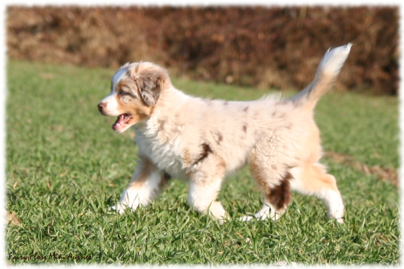 Fairy-Floss Aussies / Hazel Hazel