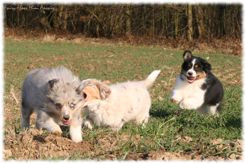 Mini Aussie Welpen