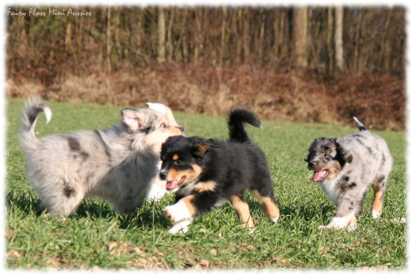 Mini Aussie Welpen