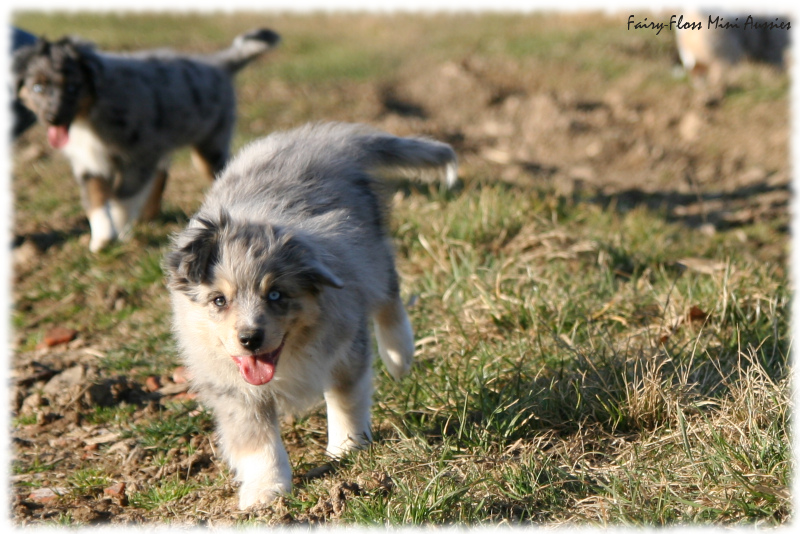 Mini Aussie Welpen