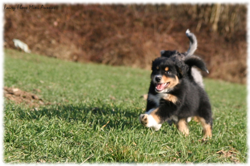 Mini Aussie Welpen