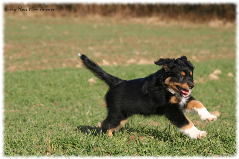 Mini Aussie Welpen