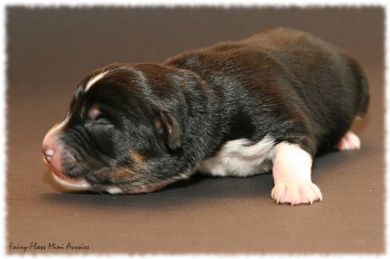 Cruiser - Black Tri Mini Aussie Welpe