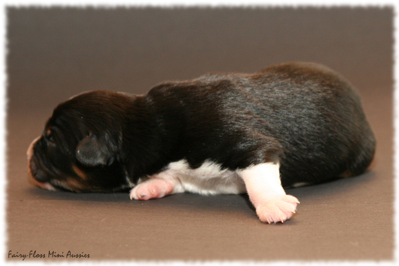 Cruiser - Black Tri Mini Aussie Welpe