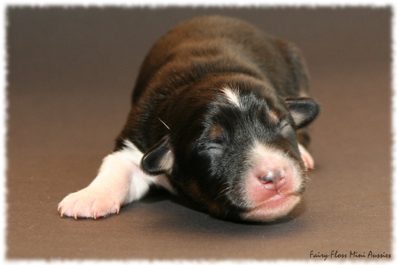 Cruiser - Black Tri Mini Aussie Welpe