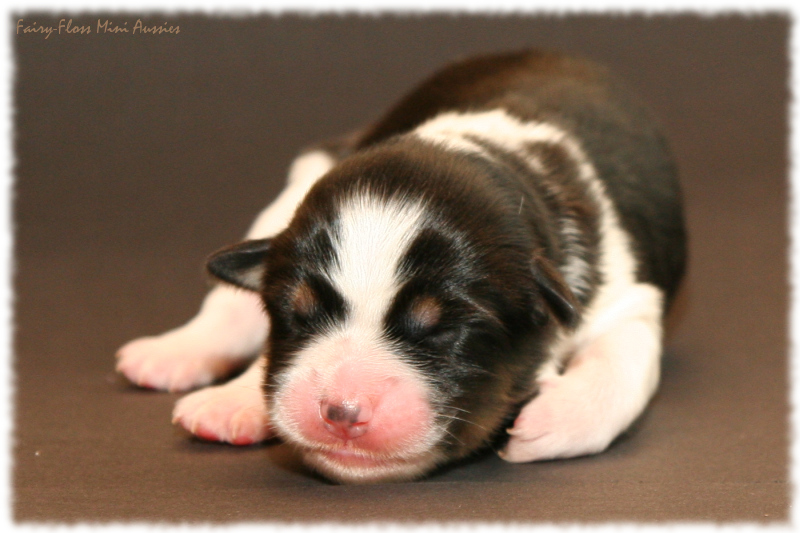 Gigi - Black Tri Mini Aussie Welpe